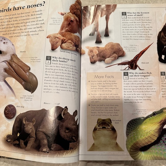 Amazing Animals Q&A- everything you never knew about the animal kingdom - Picture 7 of 10